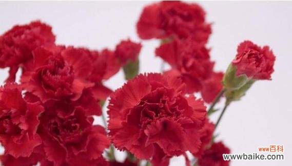 一朵康乃馨所蕴含的深意与情感 康乃馨的花语及其寓意