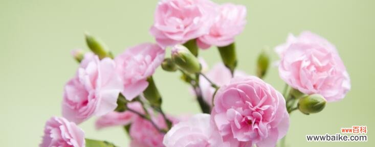 一朵康乃馨所蕴含的深意与情感 康乃馨的花语及其寓意