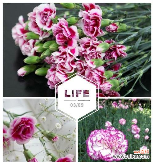 探索康乃馨的花语及其背后的含义 康乃馨的花语和寓意