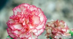 探索康乃馨的花语及其背后的含义 康乃馨的花语和寓意