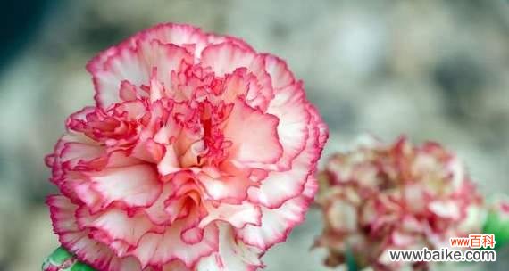 探索康乃馨的花语及其背后的含义 康乃馨的花语和寓意