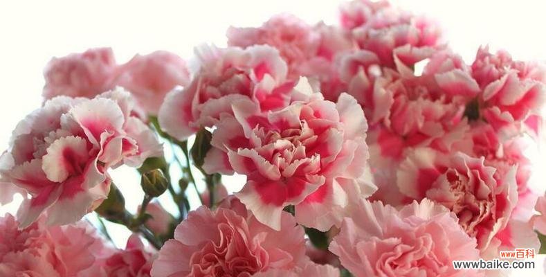 花开为证 康乃馨的象征意义——爱、尊敬和感恩