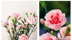 花开为证 康乃馨的象征意义——爱、尊敬和感恩