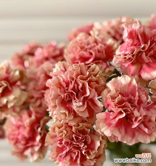 探索康乃馨颜色的深意与象征 康乃馨之色彩奇妙的寓意