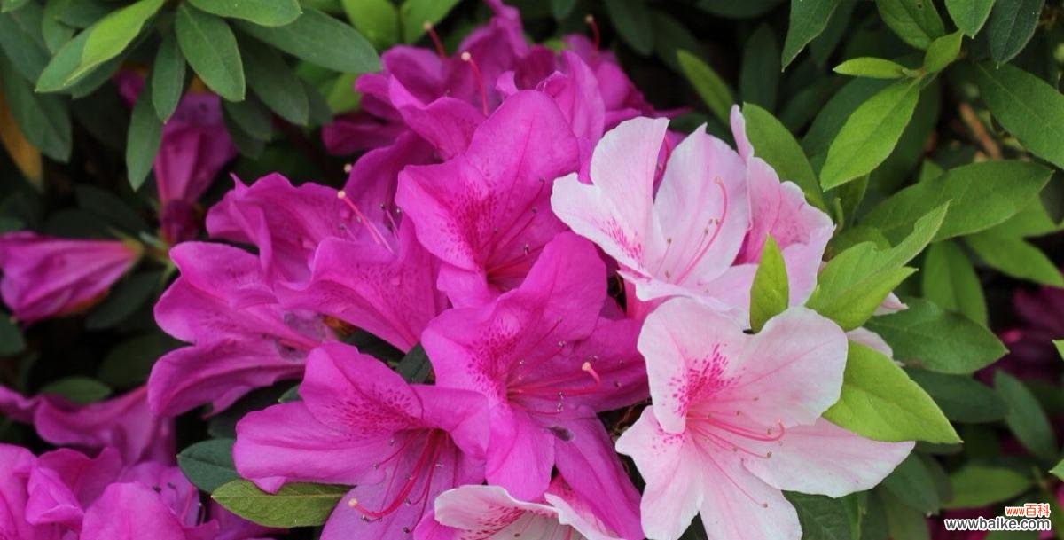 映山红的花语是什么？如何用映山红表达情感？