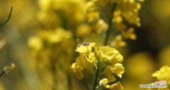 油菜花的花语是什么？油菜花象征着什么含义？