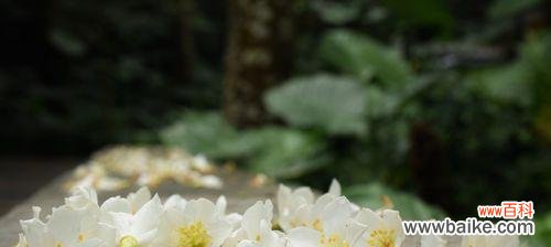 油桐花的花语是什么?油桐花代表的含义有哪些?