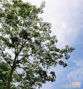 油桐花的花语是什么？油桐花代表的含义有哪些？