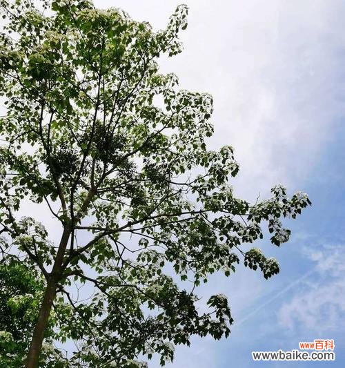 油桐花的花语是什么?油桐花代表的含义有哪些?