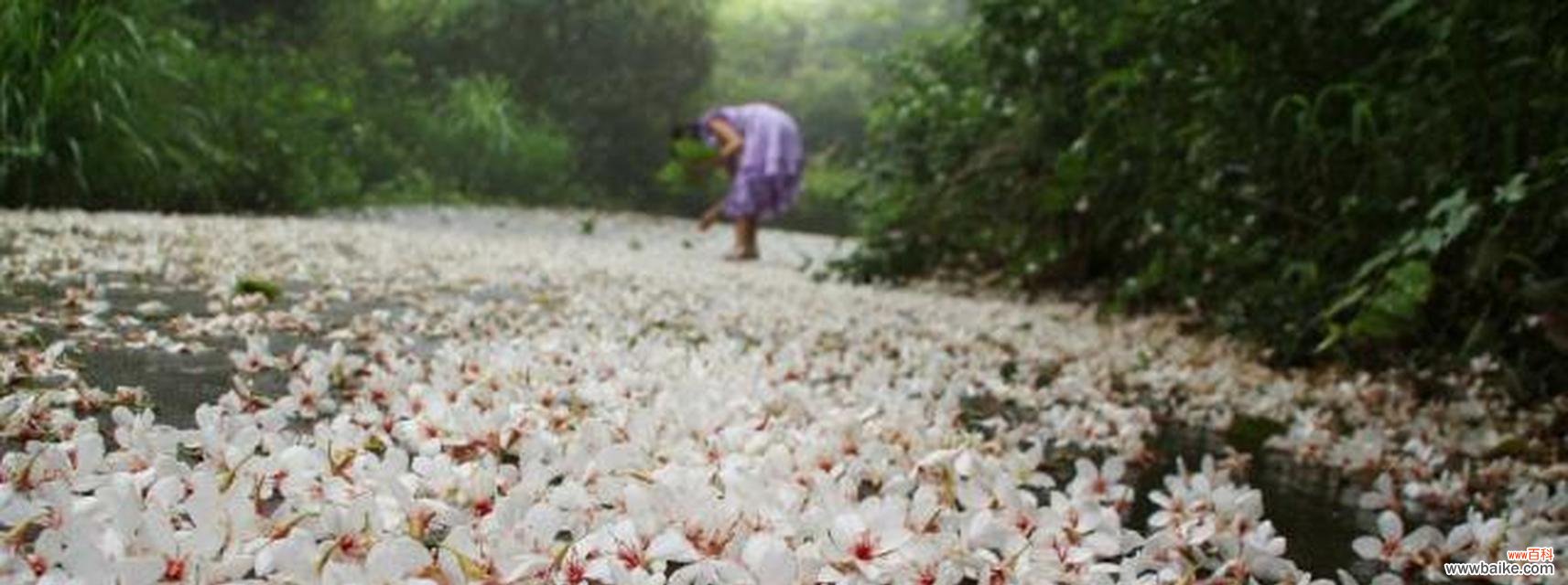 油桐花的花语是什么?油桐花代表的含义有哪些?