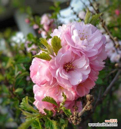 榆叶梅的花语是什么?了解榆叶梅的象征意义和文化背景?