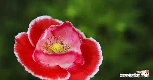 虞美人的花语是什么?如何解读虞美人的象征意义?