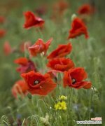 虞美人的花语是什么？如何解读虞美人的象征意义？