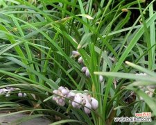 玉龙草的寓意是什么？了解其象征意义和文化背景？