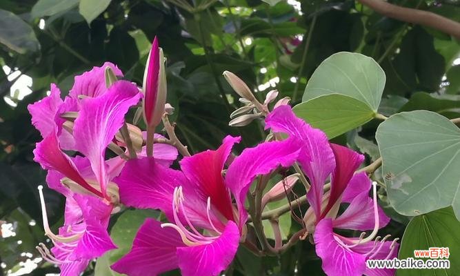 紫荆花语的含义是什么？紫荆花代表了哪些情感表达？