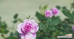 月季花的花语是什么？它的寓意有哪些常见问题？