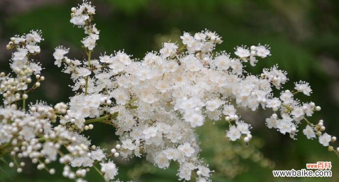 珍珠梅的花语是什么?珍珠梅寓意有哪些常见问题?
