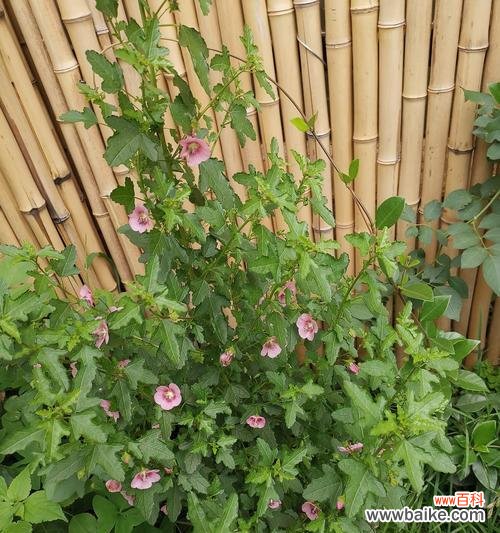 株高是什么意思?植物株高的测量方法有哪些?