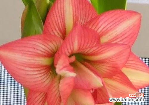 朱顶红的花语是什么？如何用它表达情感？