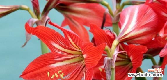 朱顶红的花语是什么？如何用它表达情感？