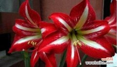 朱顶红的花语是什么？如何用它表达情感？