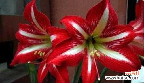 朱顶红的花语是什么？如何用它表达情感？