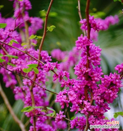 紫荆花的花语是什么？如何用紫荆花表达情感？