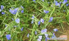 紫露草的花语是什么？它的寓意有哪些常见问题？