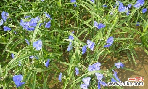 紫露草的花语是什么？它的寓意有哪些常见问题？