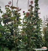 主蔓长度是什么意思？如何测量和应用？