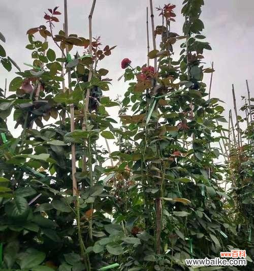 主蔓长度是什么意思?如何测量和应用?