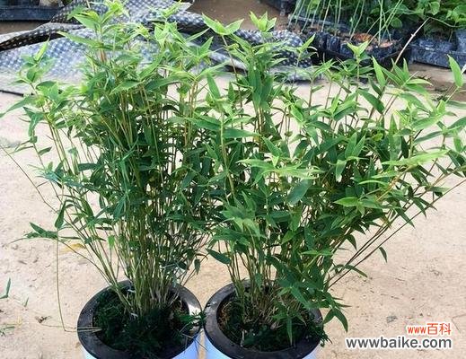 竹子象征意义是什么?竹子在文化中代表了哪些特质?