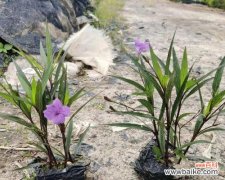 紫花翠芦莉花语是什么？如何表达爱意？