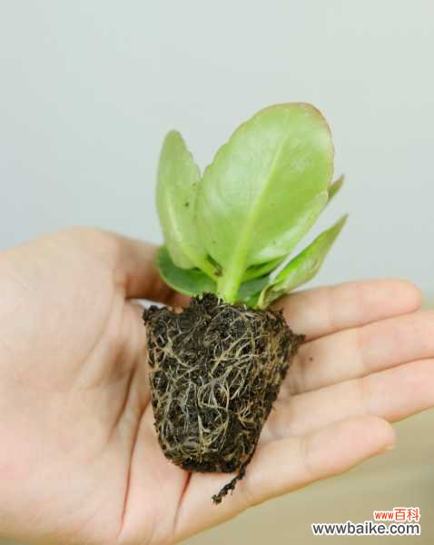 长寿花花茎发黑怎么办？