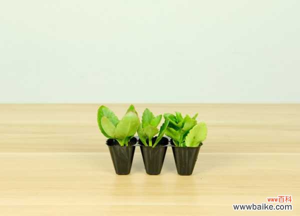 长寿花花茎发黑怎么办？