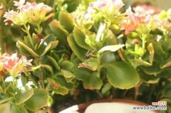 长寿花花茎发黑怎么办？