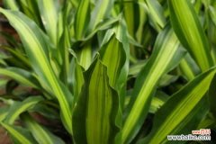 巴西铁的病虫害及其防治