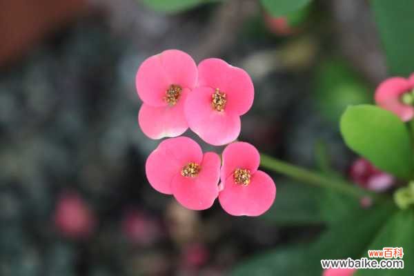 虎刺梅叶子变黄脱落怎么办