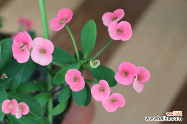 虎刺梅叶子变黄脱落怎么办