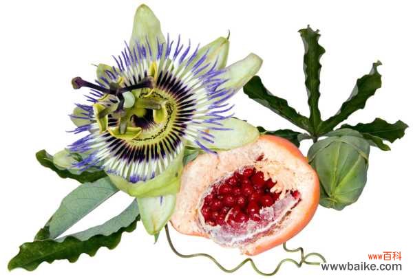 百香果叶子发黄萎缩怎么办