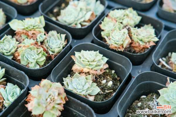 多肉长霉斑怎么办