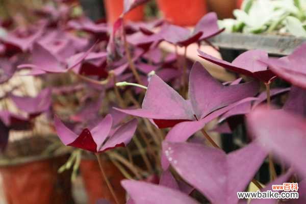 紫叶酢浆草的常见虫害及其防治