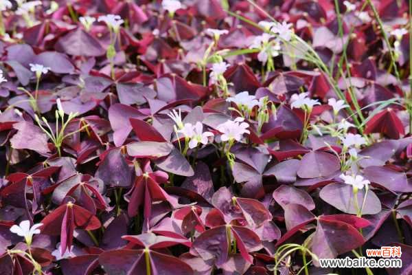 紫叶酢浆草的常见虫害及其防治