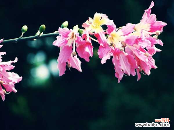 美丽异木棉的病虫害和防治