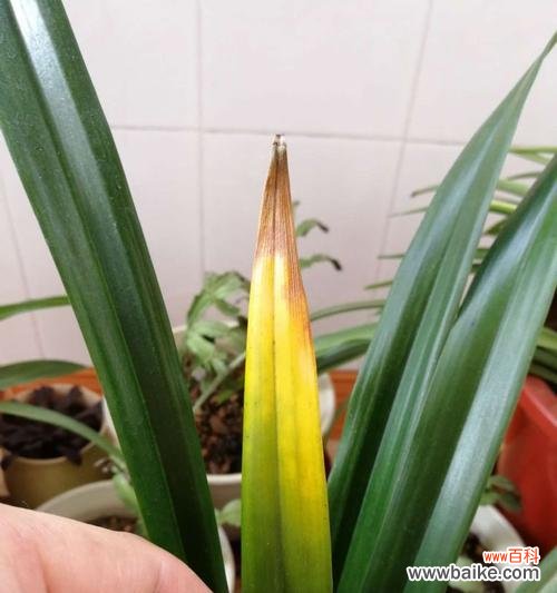 保护墨兰，从病害开始！ 墨兰病害及防治方法