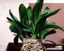 全面解析君子兰换盆的步骤与注意事项 如何正确给君子兰换盆？