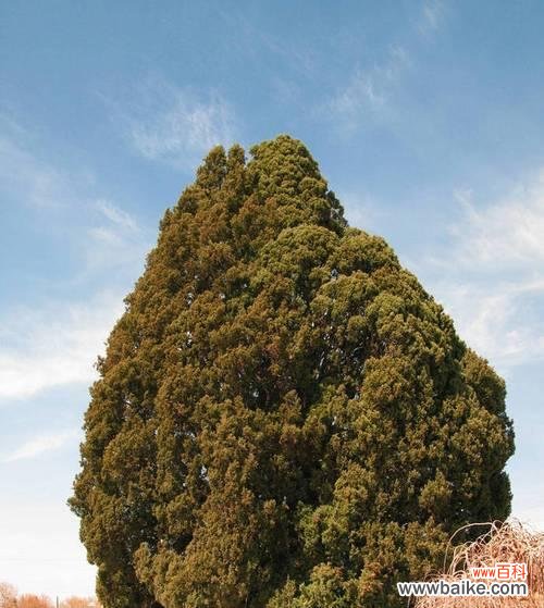 探寻松柏树在文化中的重要地位 松柏树的象征意义