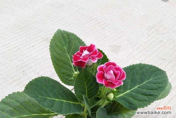 探究芙蓉花叶子发白的背后原因，为花友们提供救治之道 芙蓉花叶子发白的原因及处理方法