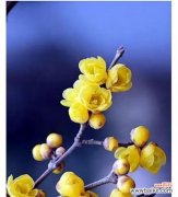 什么季节最适合欣赏梅花？ 揭秘梅花开花的奥秘