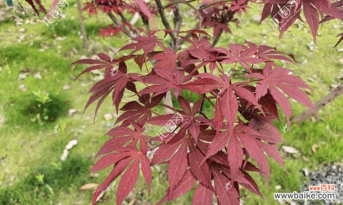 神奇的生存机制与独特的形态特征 探秘鸡爪械树